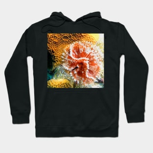 Red and White Feather Duster Coral Worm Hoodie